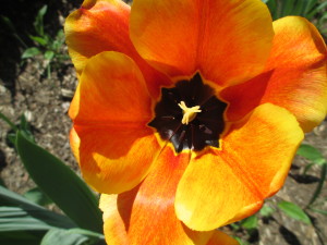 make your business bloom